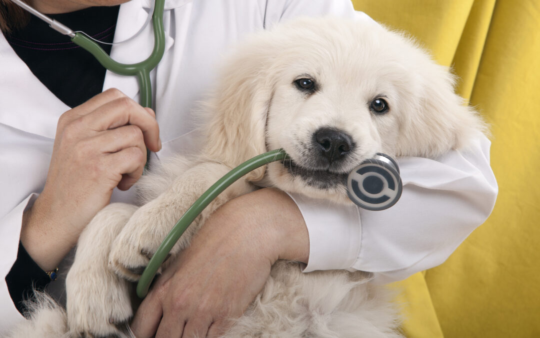 Does going to the vet scare you and your pet?