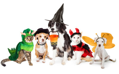 How to help your pet through Halloween