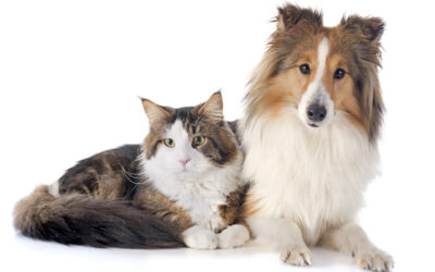 Three important ways to improve your relationship with your pet