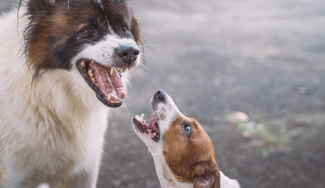 Aggressive Dog Behavior Training:  Tips for success