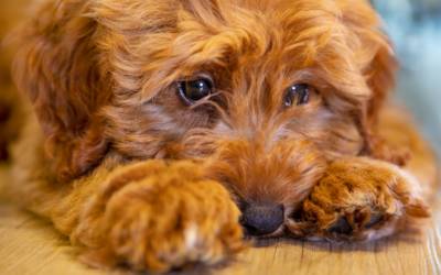 Does My Dog Have Separation Anxiety? A Self-Assessment Quiz