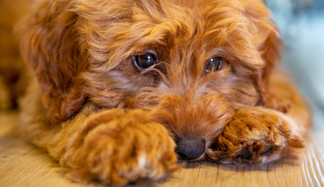 Does My Dog Have Separation Anxiety? A Self-Assessment Quiz