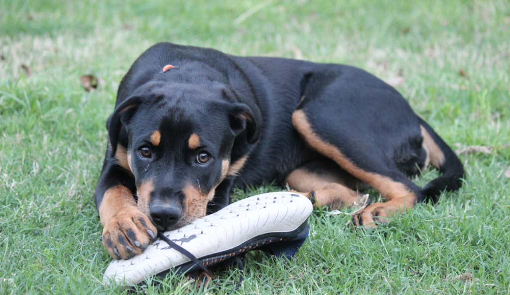 Sad dog chewing on owners shoe