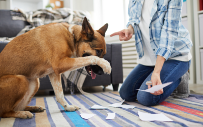 Understanding Pet Behavior Problems