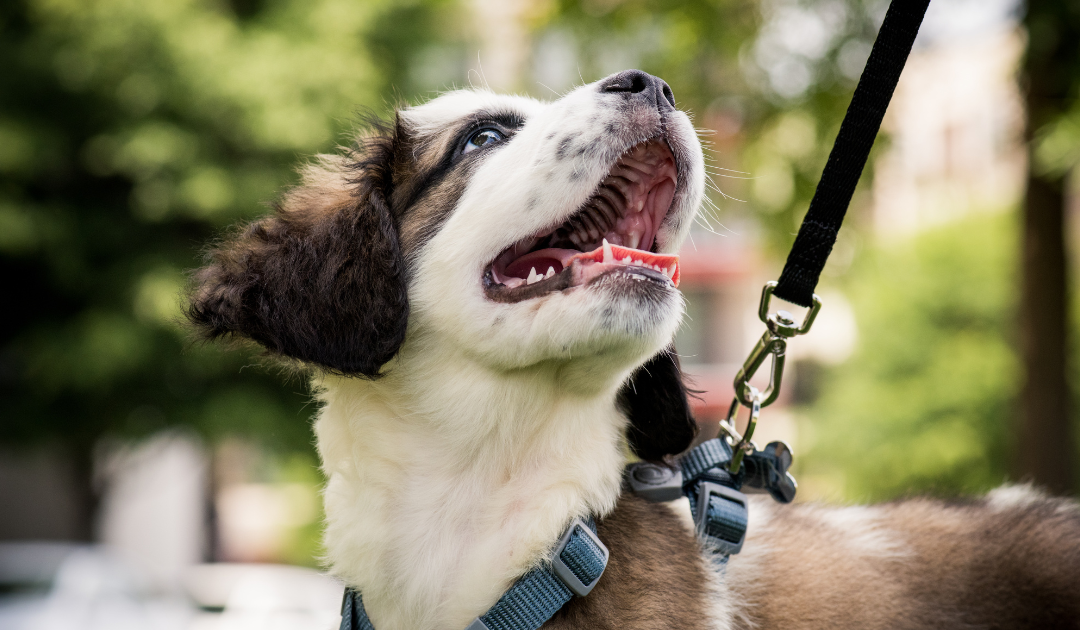 Understanding and Managing Leash Reactivity in Dogs