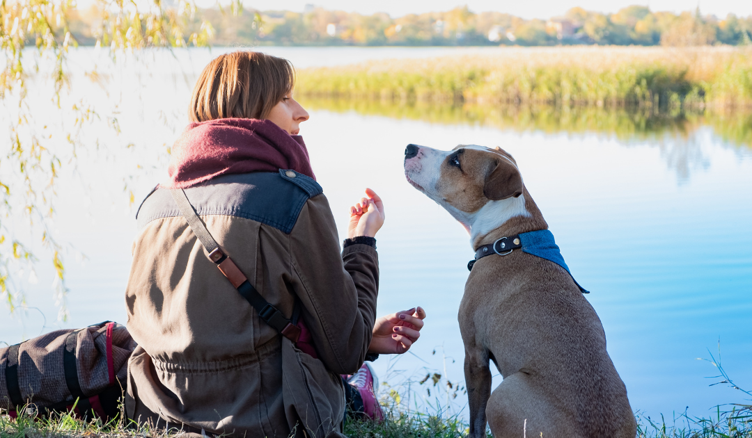 The Art of Communicating with Your Dog: Beyond Basic Commands