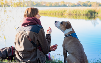 The Art of Communicating with Your Dog: Beyond Basic Commands