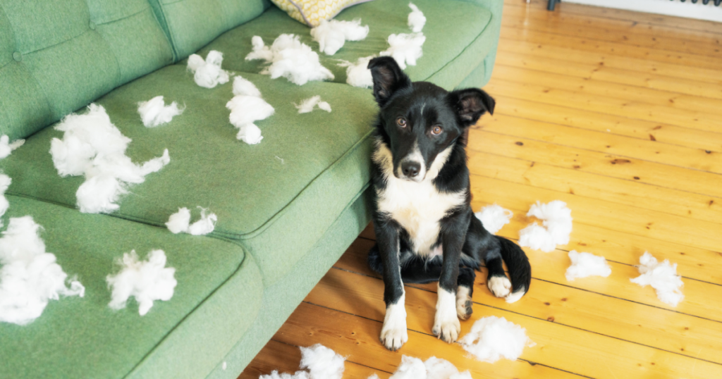 Anxious Dog chewed up couch