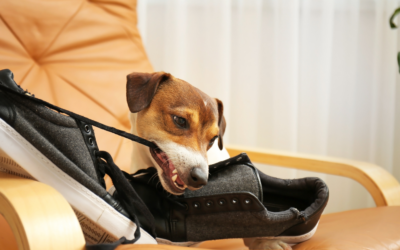 When Should You Consult a Dog Behaviorist?